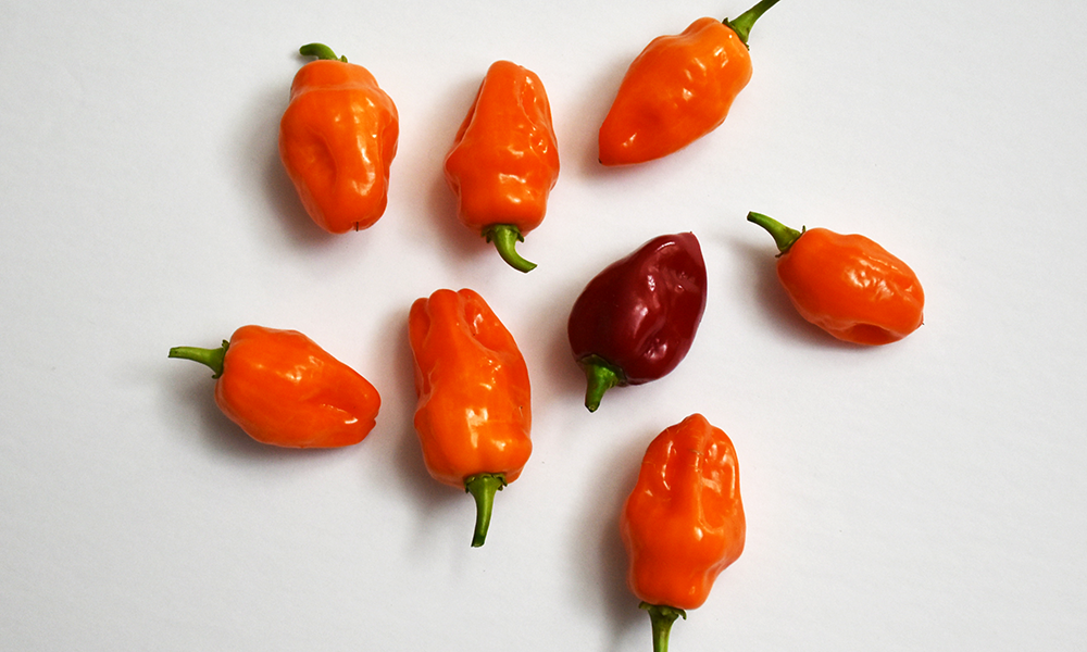 Several orange habanero peppers with a single red one